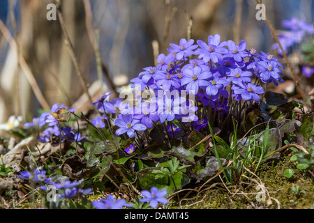 hepatica liverleaf, American liverwort (Hepatica nobilis), blooming, Germany, Bavaria, Isental Stock Photo