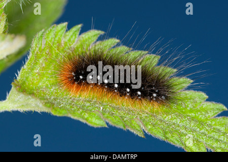Garden tiger moth (Arctia caja), caterpillar scuttling on a leaf, Germany Stock Photo