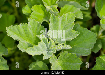 common marsh-mallow, common marshmallow (Althaea officinalis), leaves, Germany Stock Photo