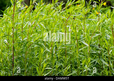 dragon sagewort, tarragon, estragole, esdragol, esdragon (Artemisia dracunculus), sprouts, Germany Stock Photo