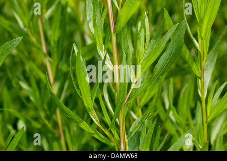 dragon sagewort, tarragon, estragole, esdragol, esdragon (Artemisia dracunculus), leaves, Germany Stock Photo