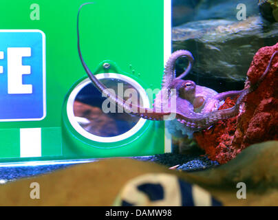 Octopus 'Paul Junior' reached for the shell in the direction of the Nigerian hole, and therefore predicts a win for the Nigerian women's soccer team in their match against Germany, at Sea Life in Oberhausen, Germany, 30 June 2011. At all of the eight German Sea Lifes, an octopus at each under the same conditions will make predictions about the Women's World Cup. Photo: ROLAND WEIHR Stock Photo