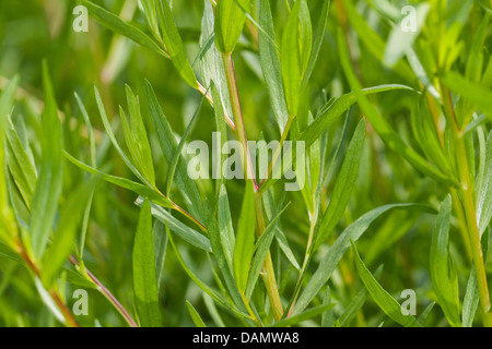 dragon sagewort, tarragon, estragole, esdragol, esdragon (Artemisia dracunculus), leaves, Germany Stock Photo