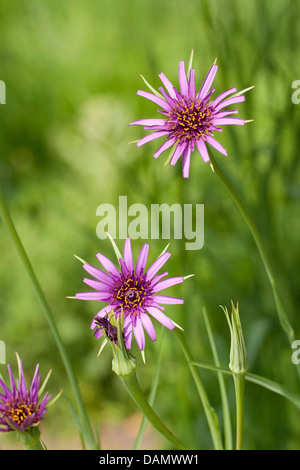 common salsify, oyster-plant, purple goat's-beard (Tragopogon porrifolius), blooming Stock Photo