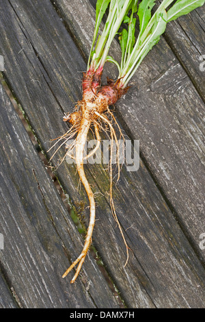 common evening primrose (Oenothera biennis), root, Germany Stock Photo