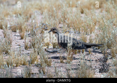 mourning dove (Zenaida macroura), searching food on the ground, USA, Arizona, Phoenix Stock Photo