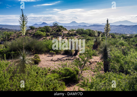 Soaptree, Soapweed, Palmella (Yucca elata), blooming in Sonora desert, USA, Arizona, Phoenix Stock Photo