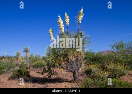Soaptree, Soapweed, Palmella (Yucca elata), blooming in Sonora desert, USA, Arizona, Phoenix Stock Photo