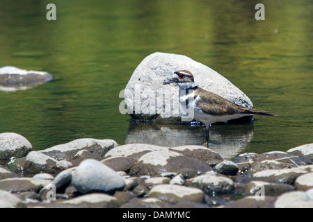 killdeer plover (Charadrius vociferus), standing in shallow water at the riverside, USA, Arizona, Phoenix Stock Photo