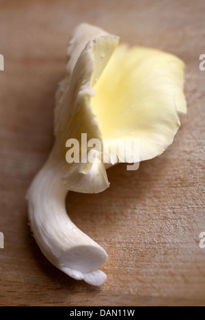 Yellow Oyster Mushroom Stock Photo