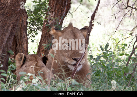 lions, panthera leo, kruger national park, south africa Stock Photo