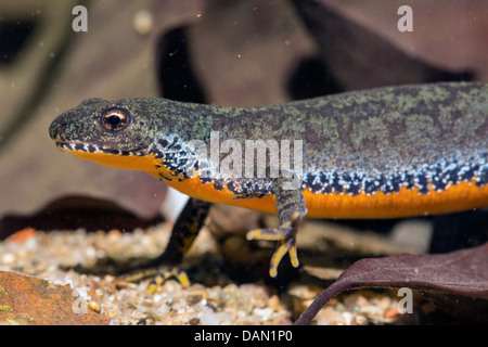 alpine newt (Triturus alpestris, Ichthyosaura alpestris, Mesotriton alpestris), female, side view Stock Photo