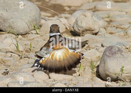 killdeer plover (Charadrius vociferus), at nest inveigling, USA, Arizona, Verde River, Phoenix Stock Photo