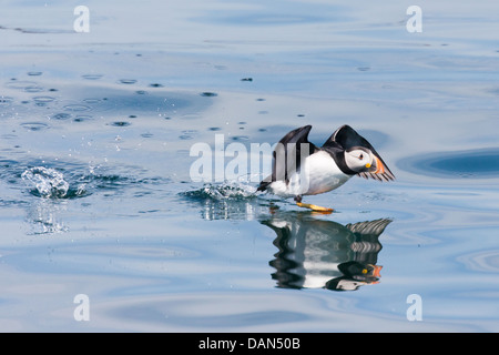 A Puffin, taking off from the north sea, on the Inner Farne, Northumberland, England Stock Photo