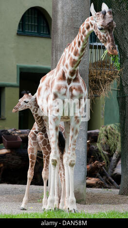 Twelve-week old female giraffe Limber hides behind her mother Kabonga at the zoo Hellabrunn, Germany, 08 July 2011. The young giraffe was born three months ago and was named Limber on 08 July 2011; which means 'Joyfulness'. Photo: Peter Kneffel Stock Photo