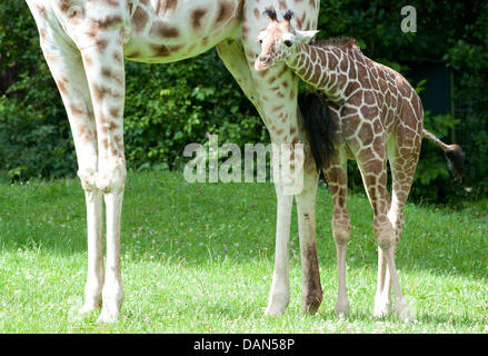 Twelve-week old female giraffe Limber hides behind her mother Kabonga at the zoo Hellabrunn, Germany, 08 July 2011. The young giraffe was born three months ago and was named Limber on 08 July 2011; which means 'Joyfulness'. Photo: Peter Kneffel Stock Photo