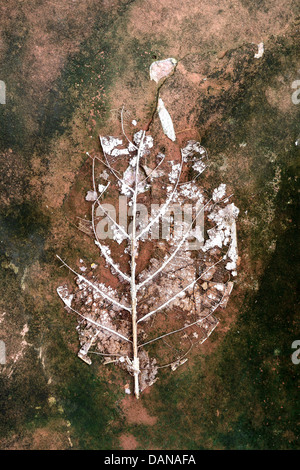dry leaves Stock Photo