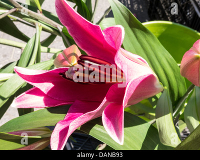 Stargazer Pink Lily Stock Photo