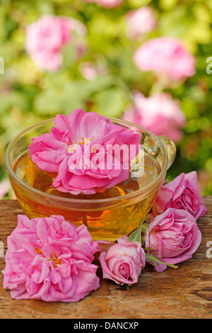 Damask rose infusion. Rosa damascena Stock Photo - Alamy