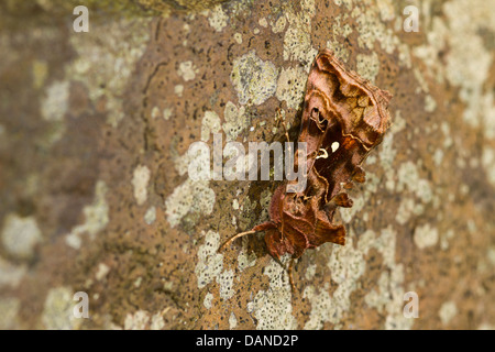 Beautiful Golden Y (Autographa pulchrina) 2442 Stock Photo