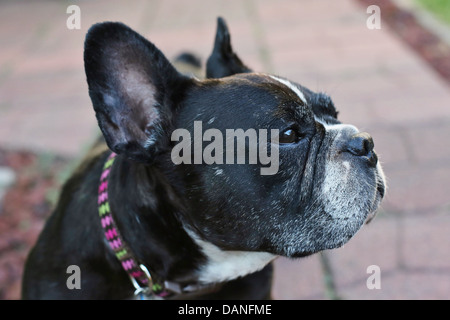 A close up of the face of a senior French Bulldog. Stock Photo