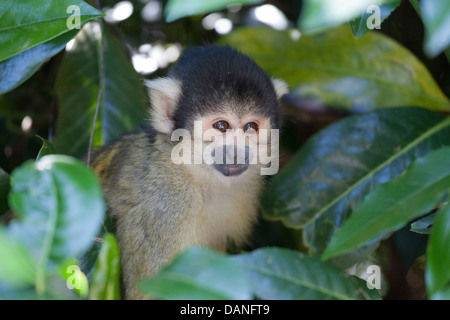 The black-capped squirrel monkey (Saimiri boliviensis) is a South American squirrel monkey, found in Bolivia, Brazil and Peru Stock Photo