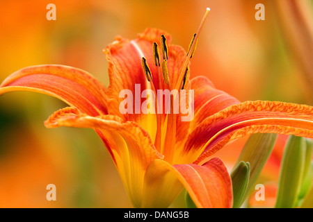 Flower closeup, daylily, with flowers in background. Of the genus Hemerocallis. Stock Photo