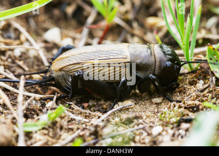 Field cricket (Gryllus campestris) on the ground Stock Photo