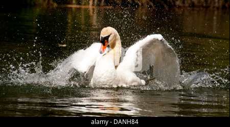 Male Mute Swan bathing in a pond along the Boise River Greenbelt, Boise, Idaho Stock Photo