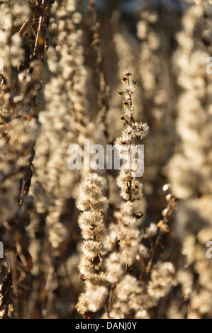 European goldenrod (Solidago virgaurea) Stock Photo