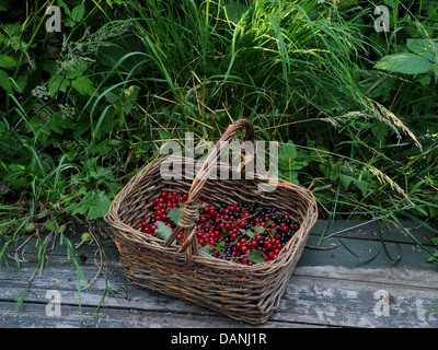A wicker basket of freshly picked currants. Stock Photo
