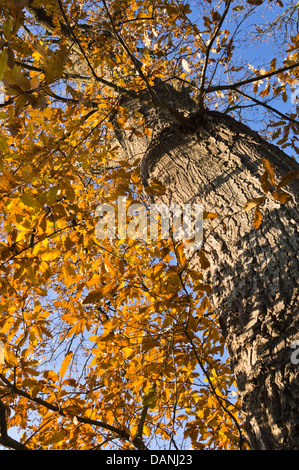 Turkey oak (Quercus cerris) Stock Photo