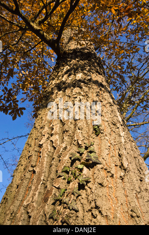 Turkey oak (Quercus cerris) and common ivy (Hedera helix) Stock Photo