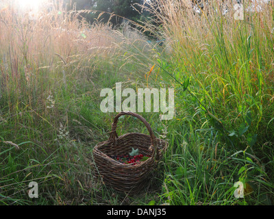 A wicker basket of freshly picked currants. Stock Photo