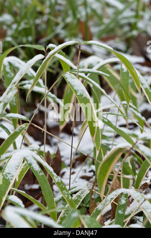 Dwarf bamboo (Sasaella ramosa) Stock Photo