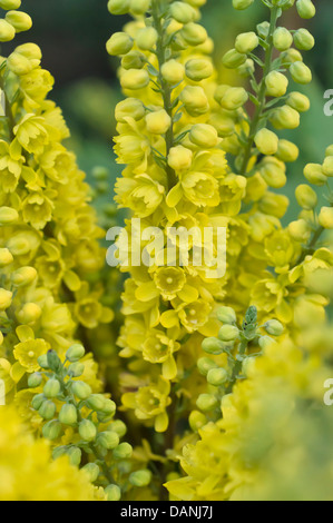 Japanese mahonia (Mahonia japonica) Stock Photo