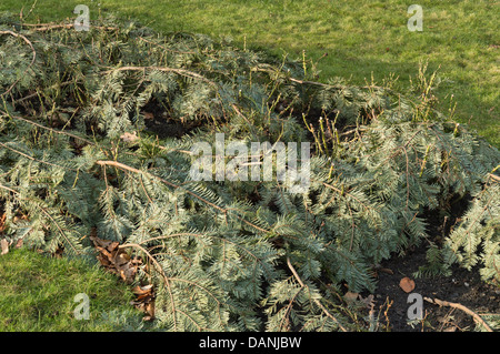 Roses covered with evergreen branches as winter protection Stock Photo