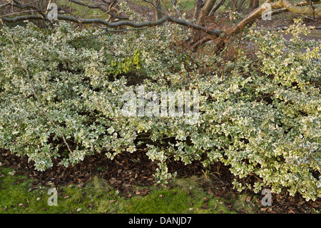 Winter creeper (Euonymus fortunei 'Aurea') Stock Photo