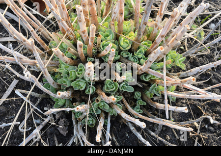 Orpine (Sedum telephium 'Herbstfreude' syn. Hylotelephium telephium 'Herbstfreude') Stock Photo