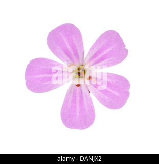 HERB-ROBERT Geranium robertianum (Geraniaceae) Stock Photo