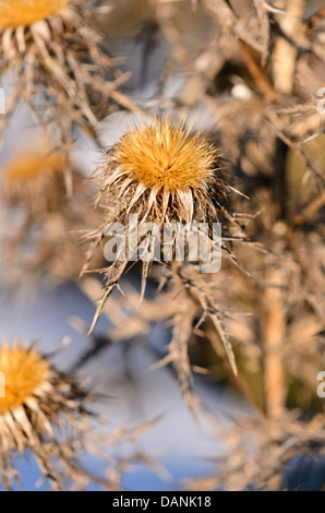 Common carline thistle (Carlina vulgaris subsp. spinosa) Stock Photo