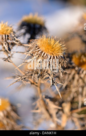 Common carline thistle (Carlina vulgaris subsp. spinosa) Stock Photo