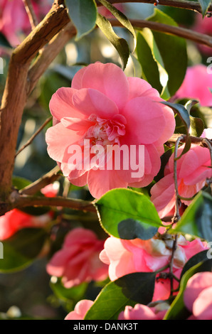 Japanese camellia (Camellia japonica 'Chandleri Elegans') Stock Photo