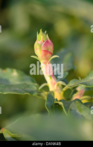 Laurel-leaved rock rose (Cistus laurifolius) Stock Photo