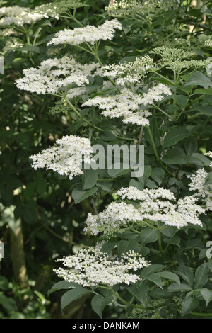 Elder (Sambucus nigra) Closeup of flowers Stock Photo Alamy Elder (Sambucus nigra) Closeup of flowers Stock Photo Alamy