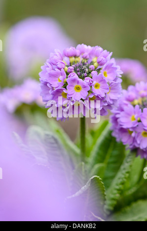 Drumstick primrose (Primula denticulata) Stock Photo