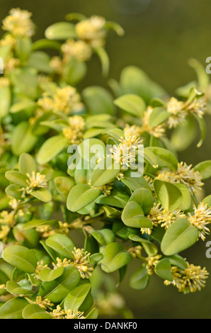 Common boxwood (Buxus sempervirens) Stock Photo