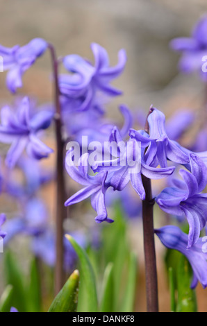 Common hyacinth (Hyacinthus orientalis) Stock Photo