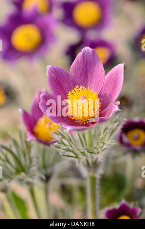 Common pasque flower (Pulsatilla vulgaris) Stock Photo