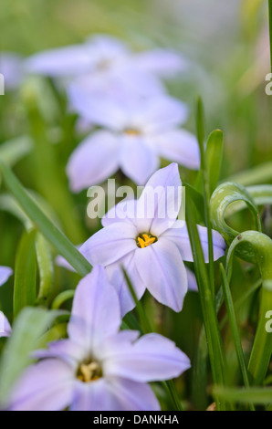 Spring starflower (Ipheion uniflorum) Stock Photo